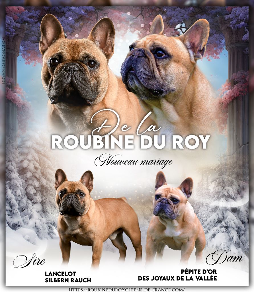 de la Roubine du Roy - CHIOTS NES EN NOVEMBRE 2024