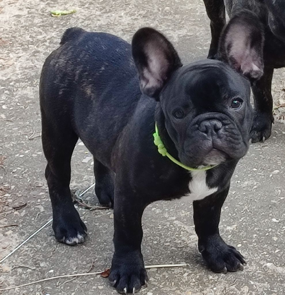 de la Roubine du Roy - Chiot disponible  - Bouledogue français