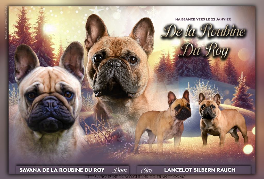 de la Roubine du Roy - Chiot disponible  - Bouledogue français