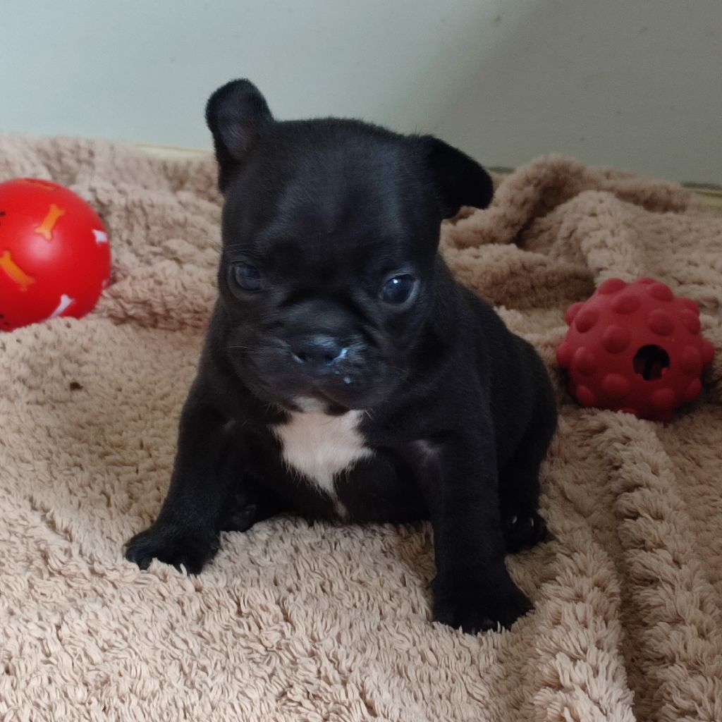 DES CHIOTS BIENTOT