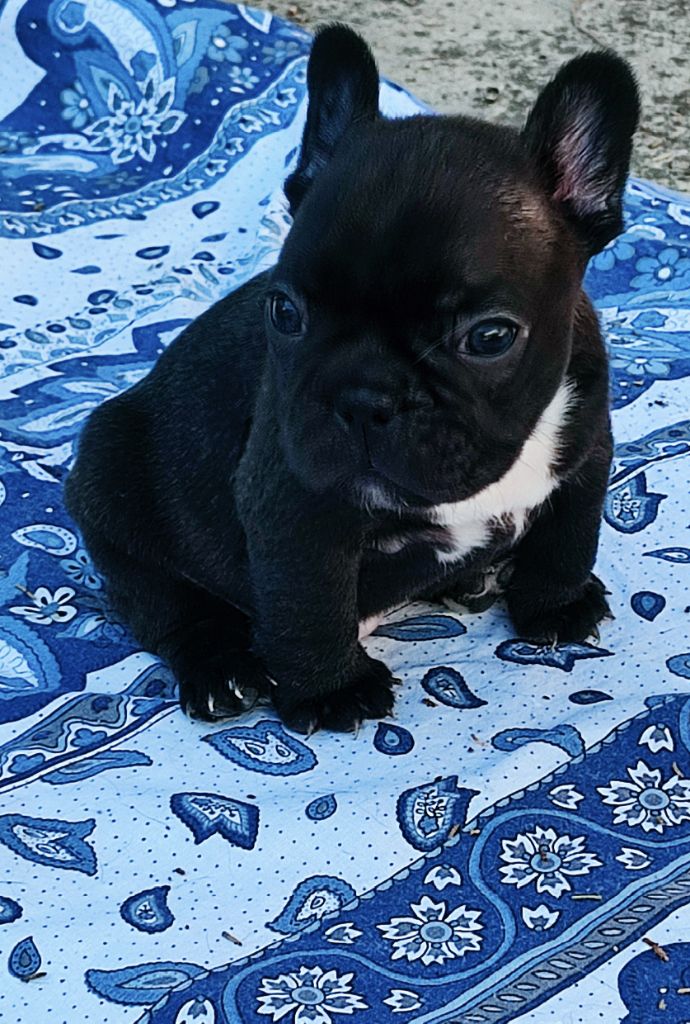 de la Roubine du Roy - Chiots disponibles - Bouledogue français