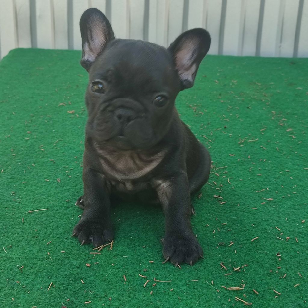 de la Roubine du Roy - Bouledogue français - Portée née le 04/05/2024