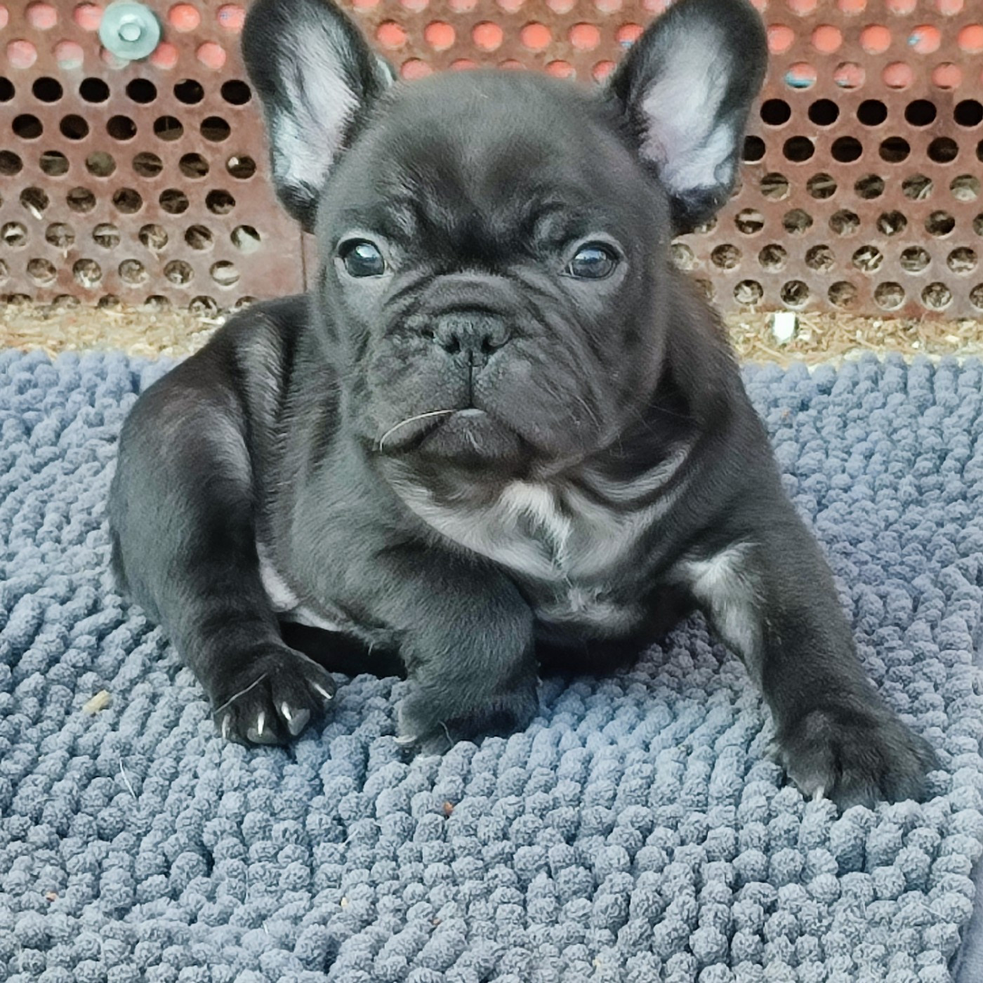 de la Roubine du Roy - Chiots disponibles - Bouledogue français