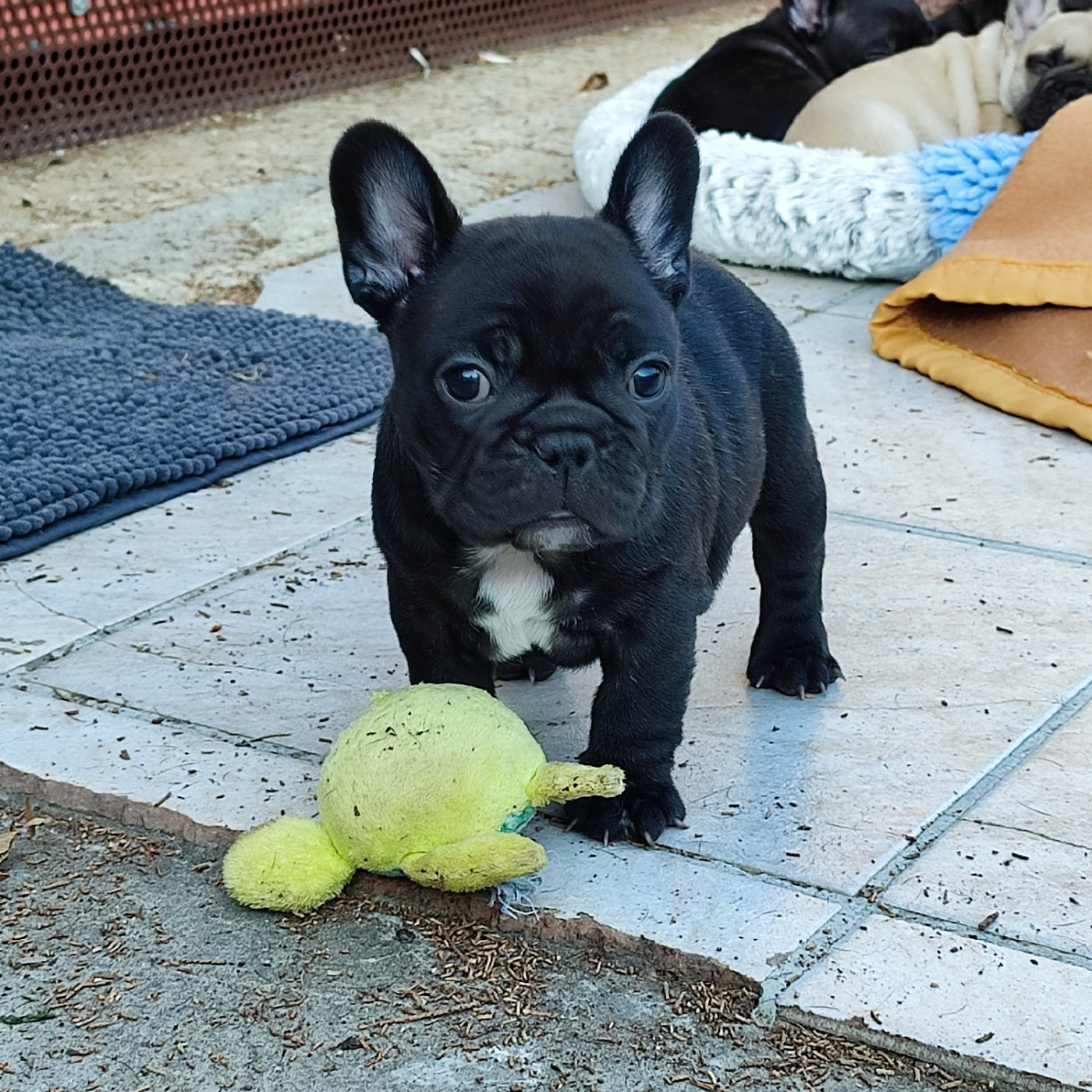 de la Roubine du Roy - Chiots disponibles - Bouledogue français