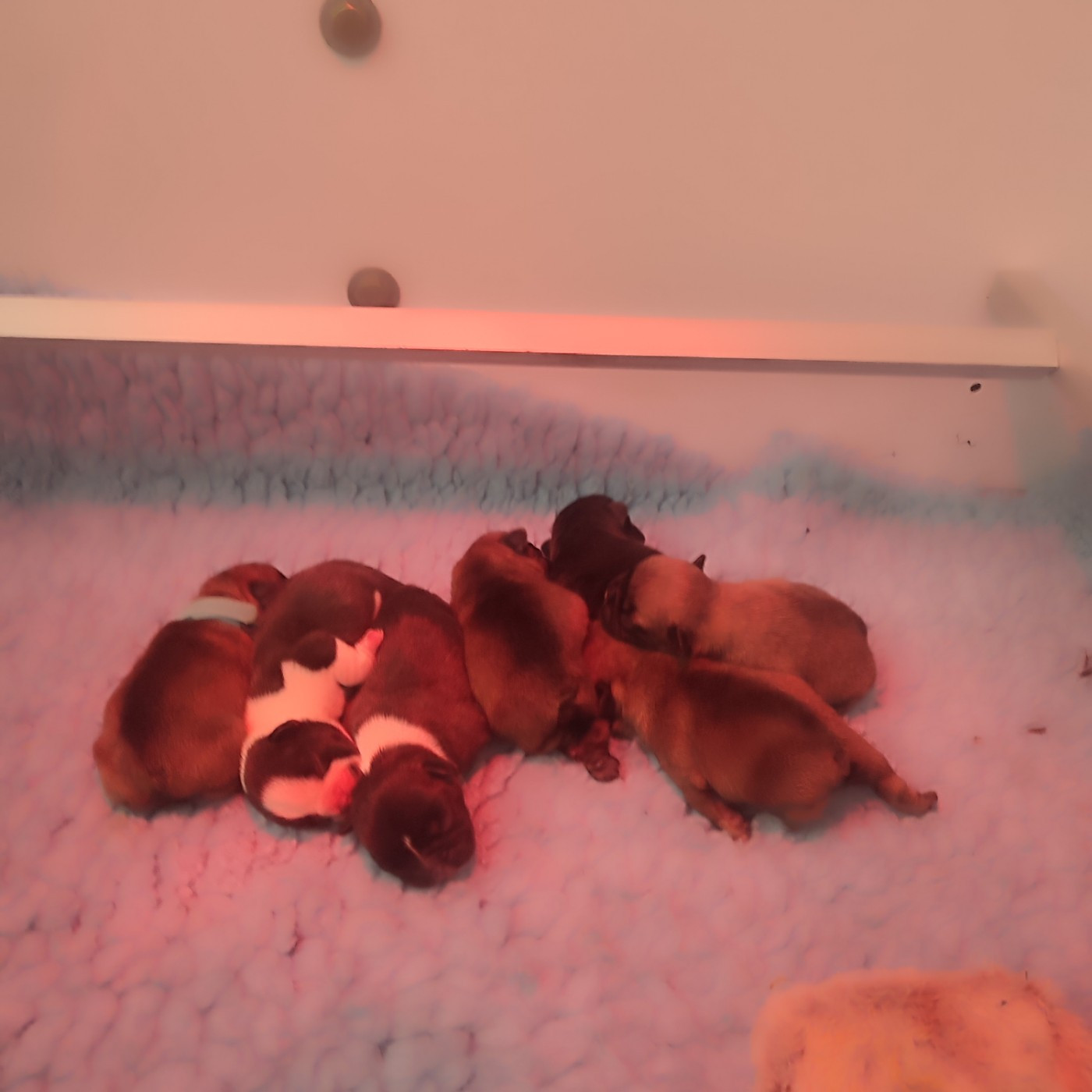 de la Roubine du Roy - Chiots disponibles - Bouledogue français