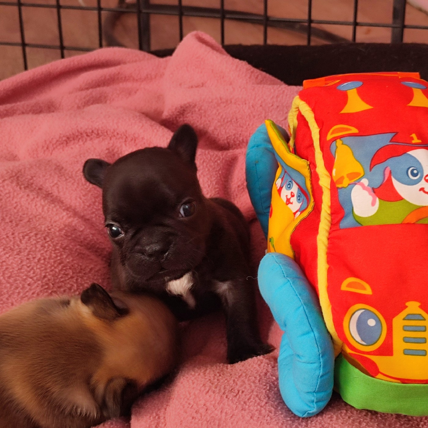 de la Roubine du Roy - Chiots disponibles - Bouledogue français