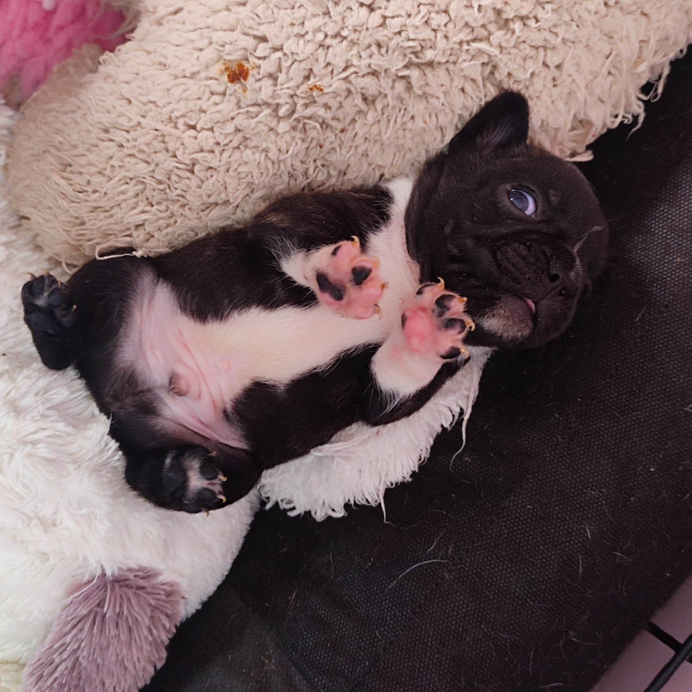 de la Roubine du Roy - Chiots disponibles - Bouledogue français