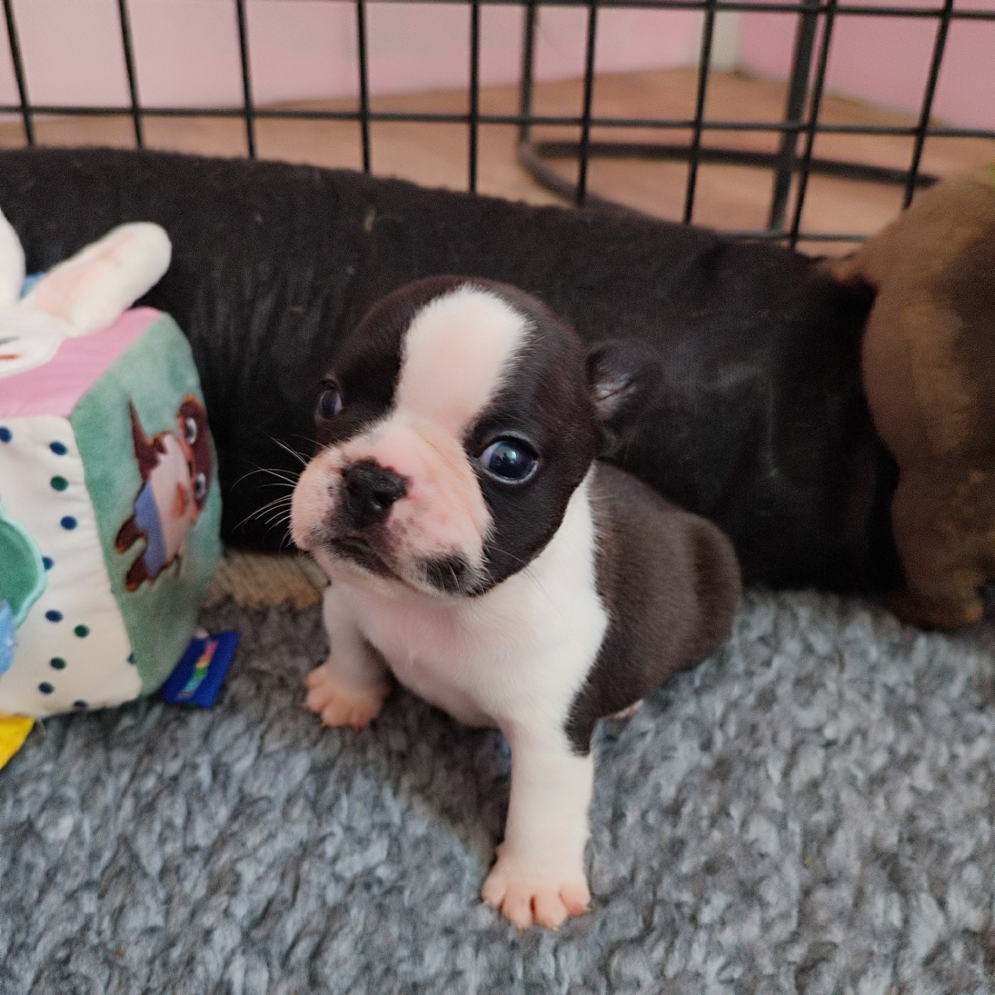 de la Roubine du Roy - Chiots disponibles - Bouledogue français