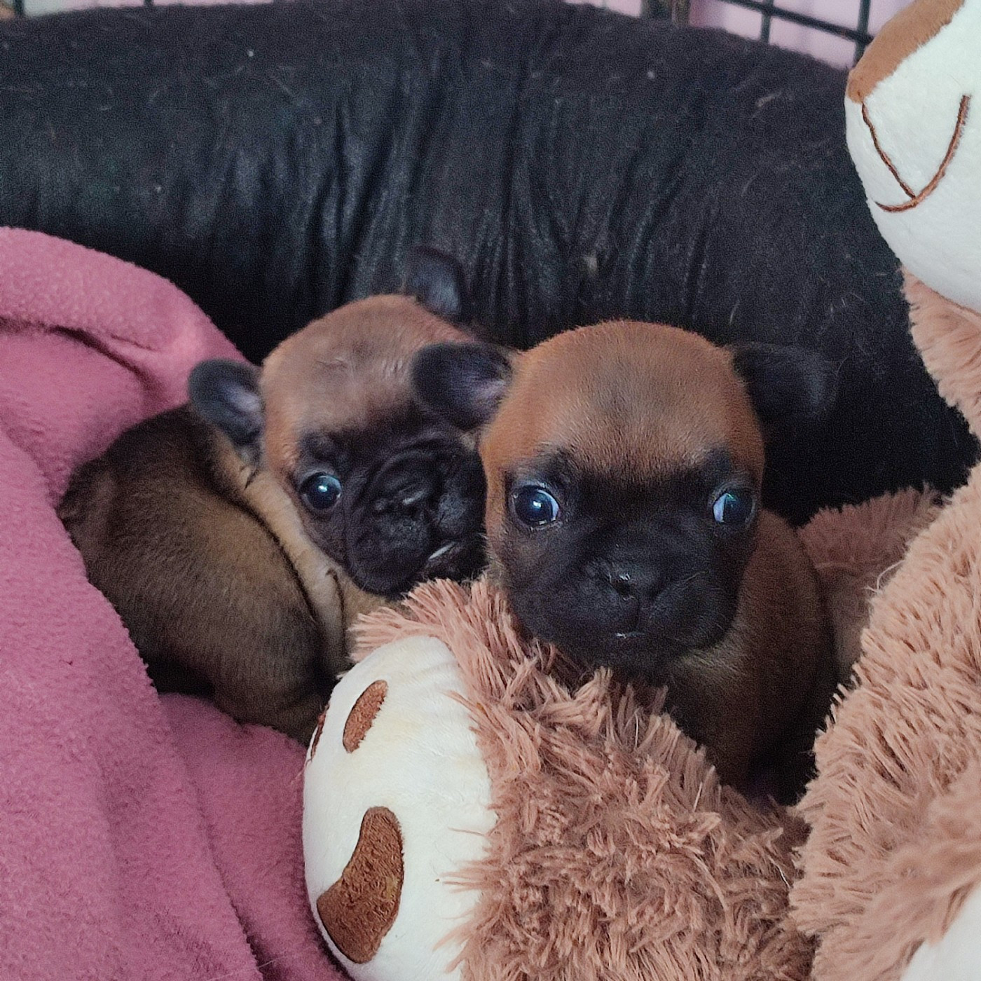 de la Roubine du Roy - Chiots disponibles - Bouledogue français