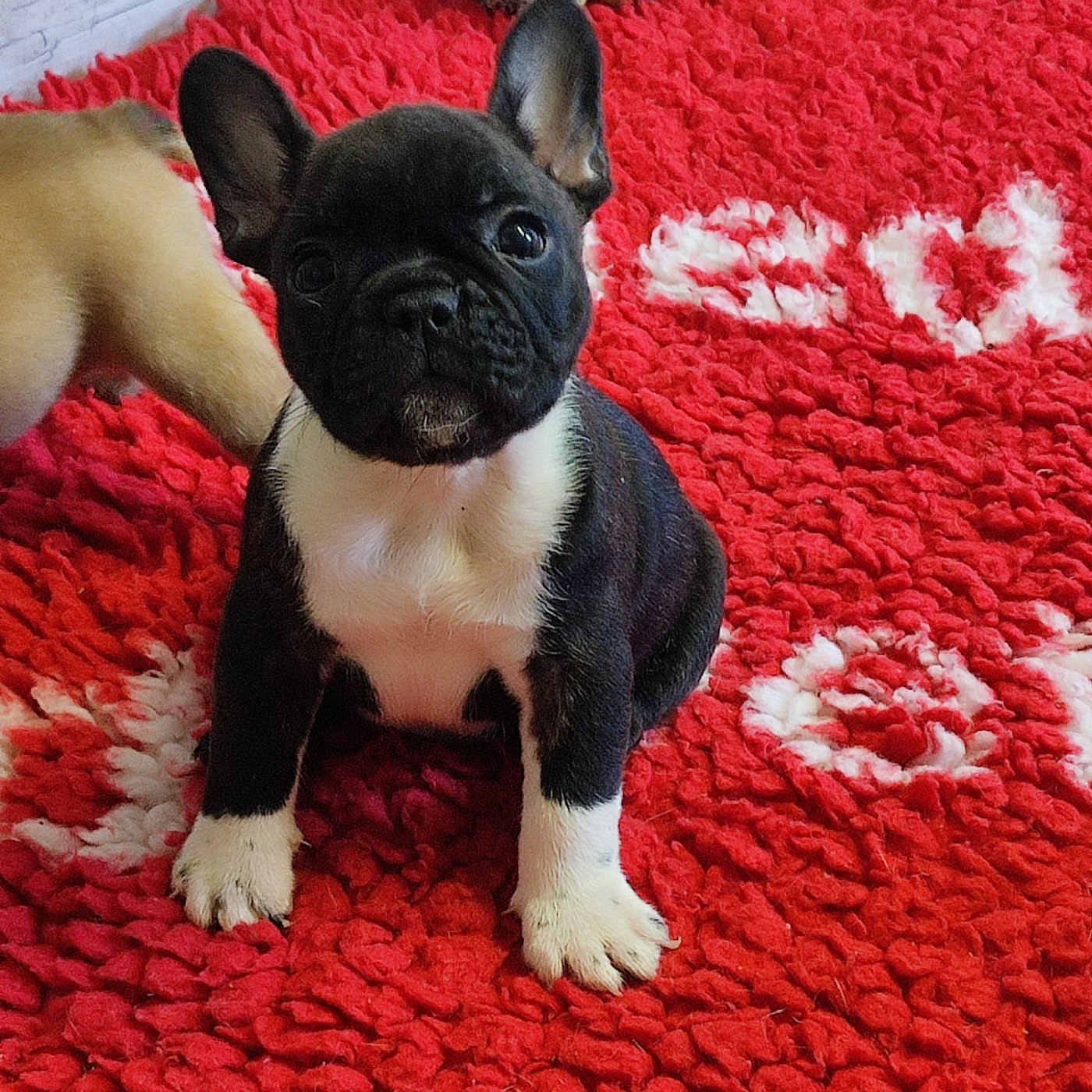 de la Roubine du Roy - Chiots disponibles - Bouledogue français
