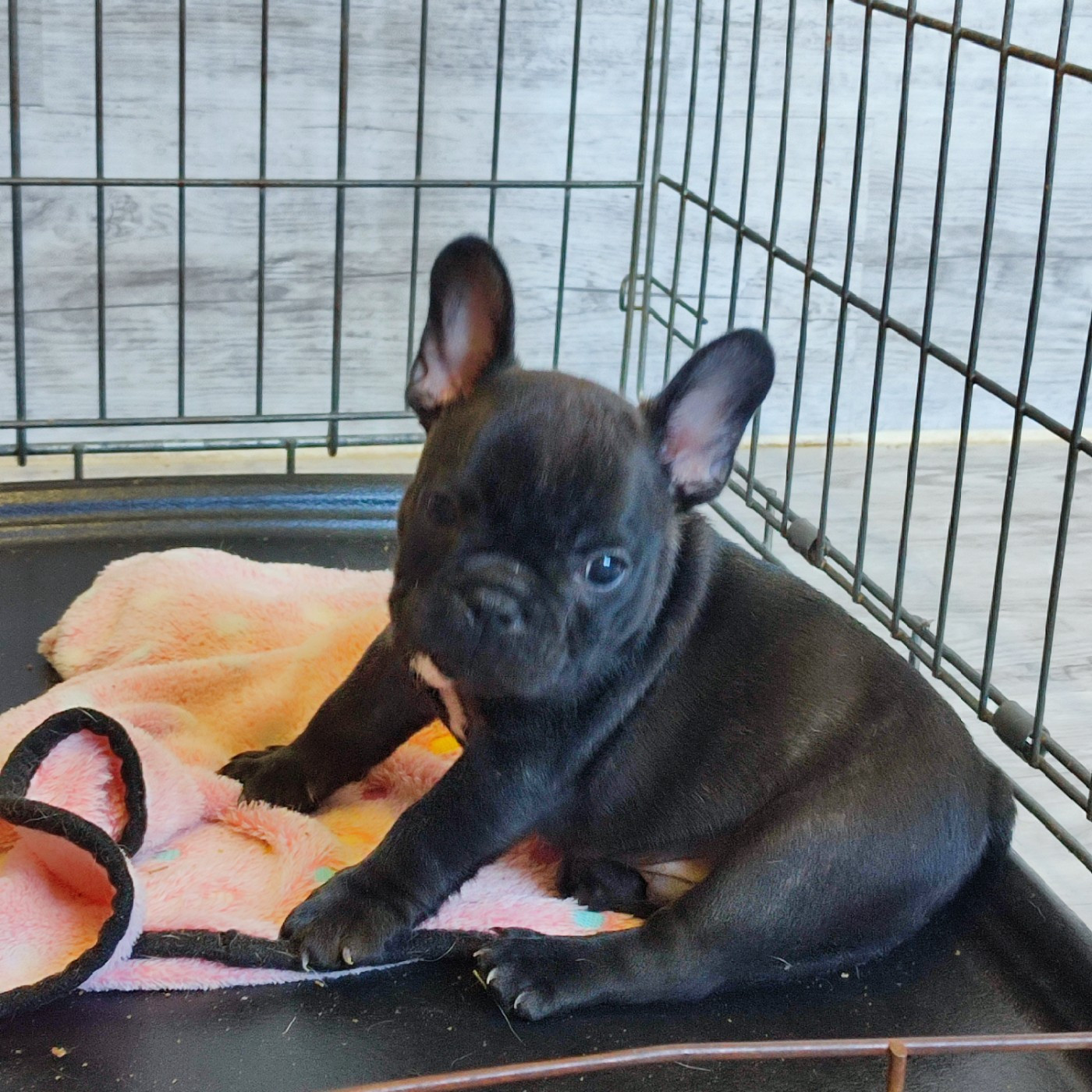 de la Roubine du Roy - Chiots disponibles - Bouledogue français