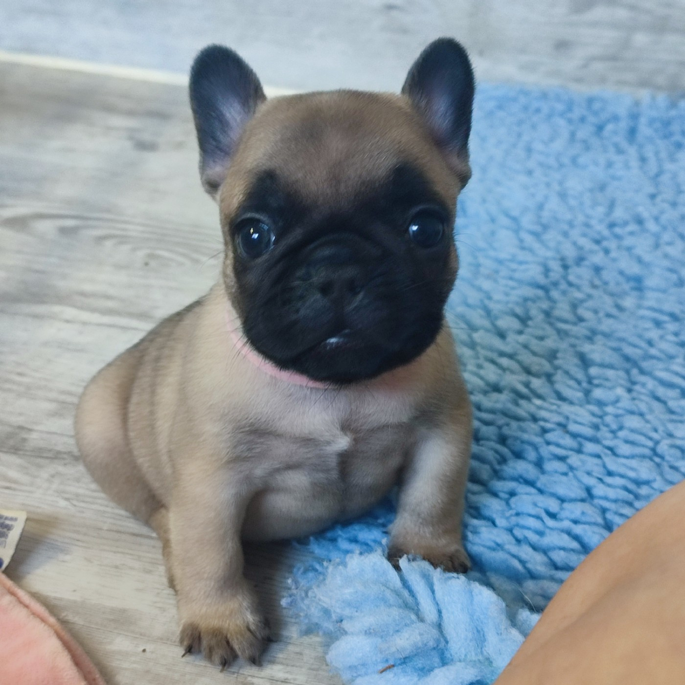de la Roubine du Roy - Chiots disponibles - Bouledogue français