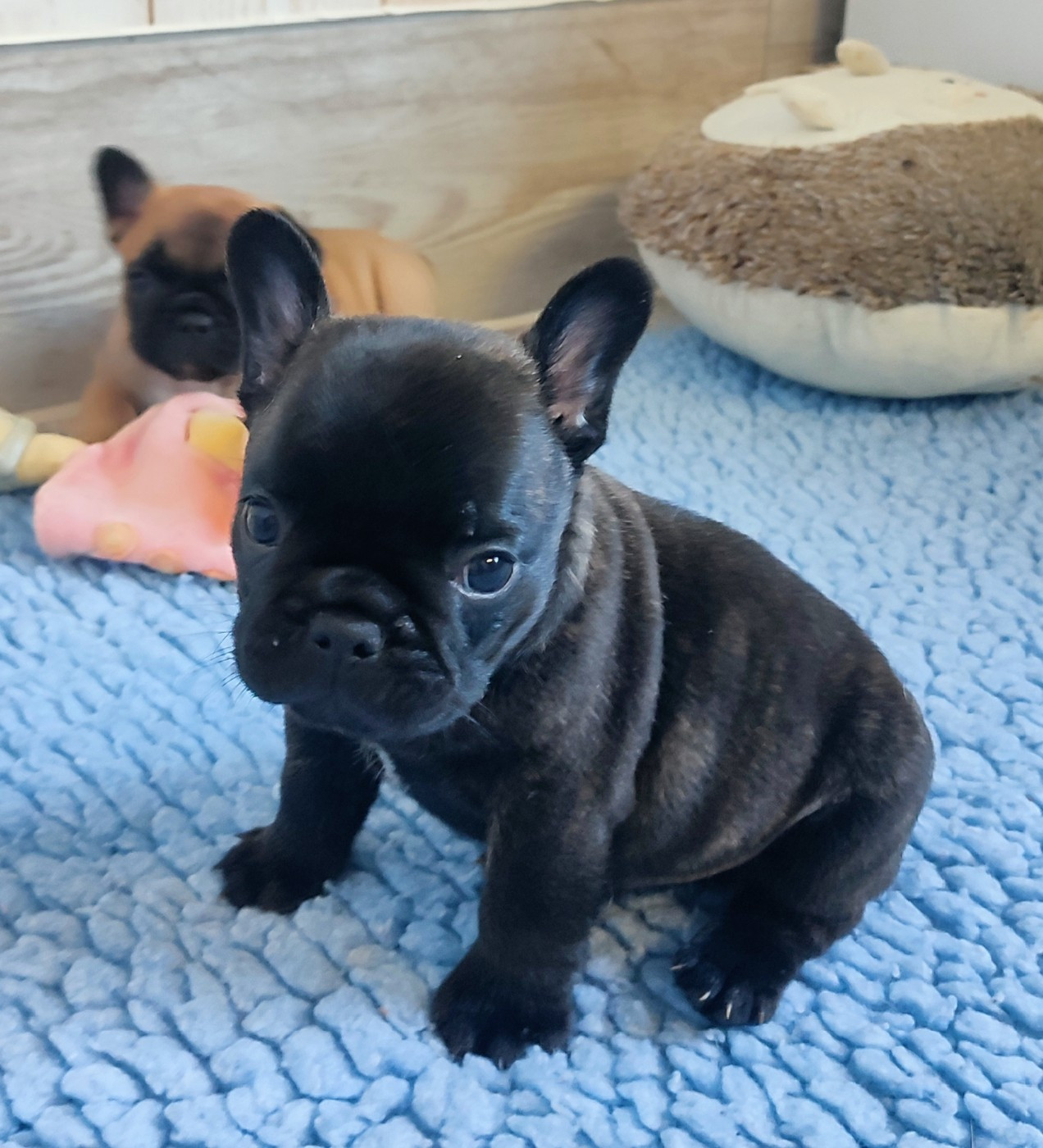 de la Roubine du Roy - Chiots disponibles - Bouledogue français