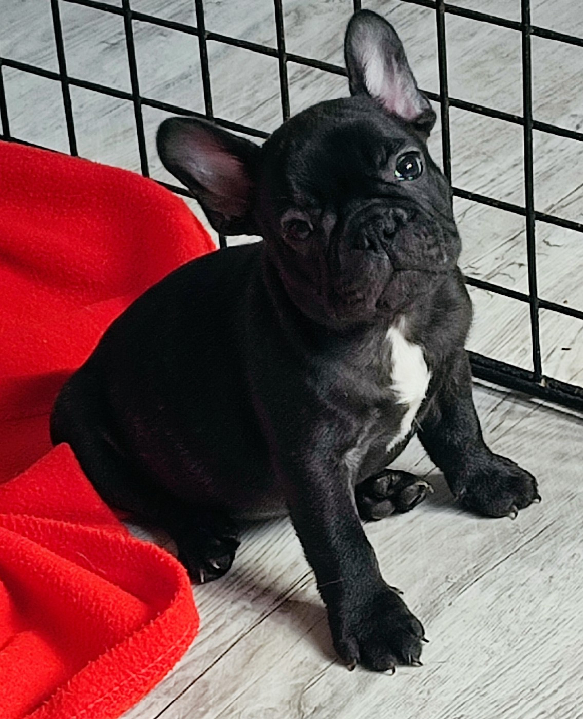 de la Roubine du Roy - Chiots disponibles - Bouledogue français