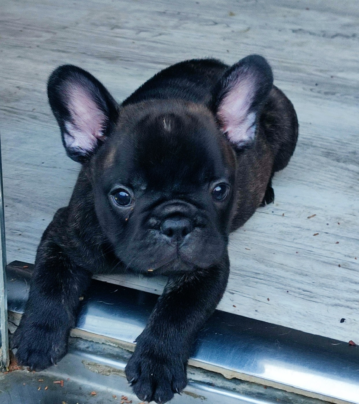 de la Roubine du Roy - Chiots disponibles - Bouledogue français