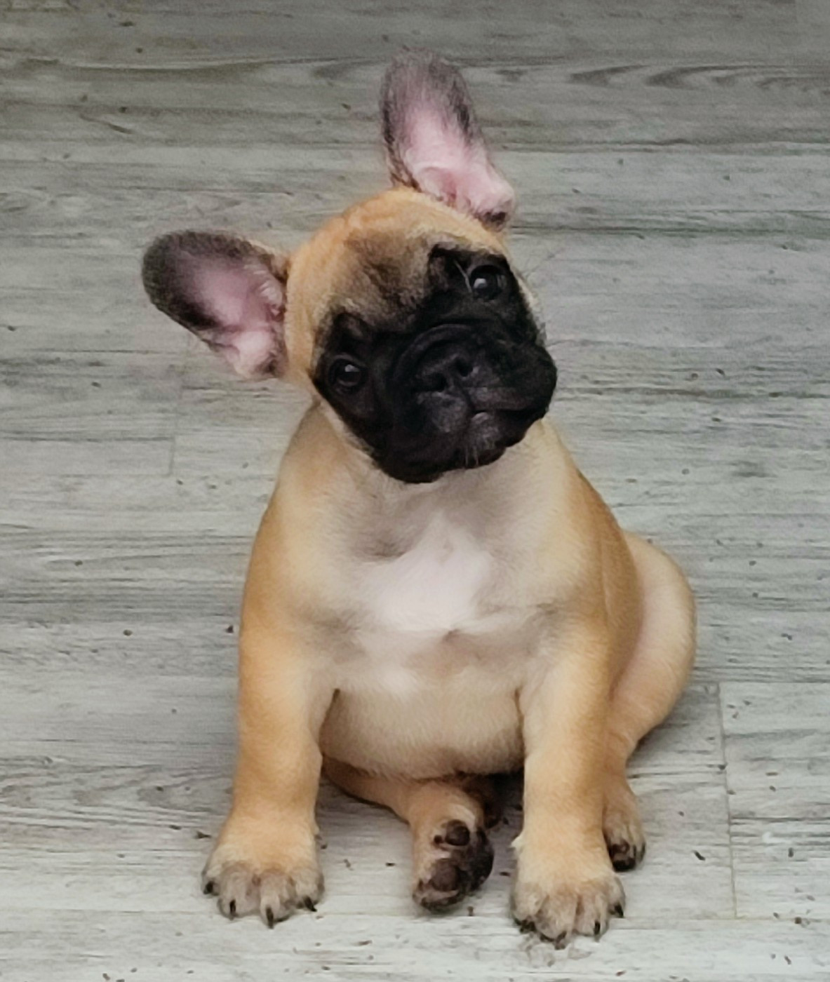 de la Roubine du Roy - Chiots disponibles - Bouledogue français