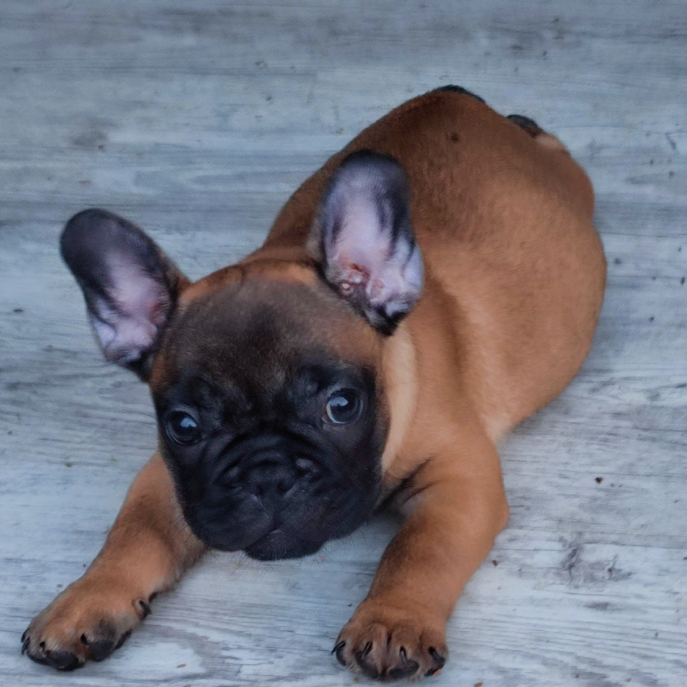 de la Roubine du Roy - Chiots disponibles - Bouledogue français