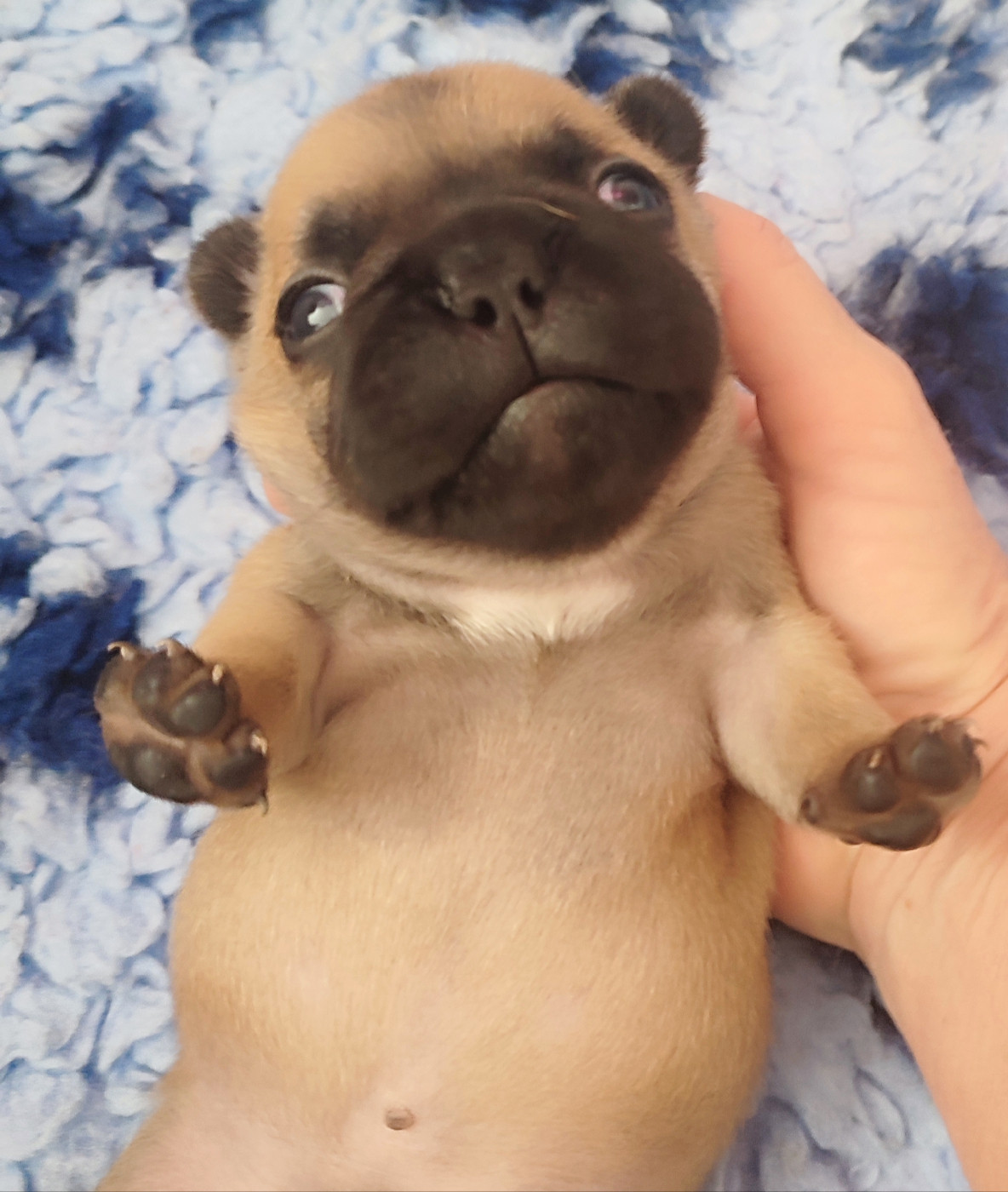 de la Roubine du Roy - Chiots disponibles - Bouledogue français