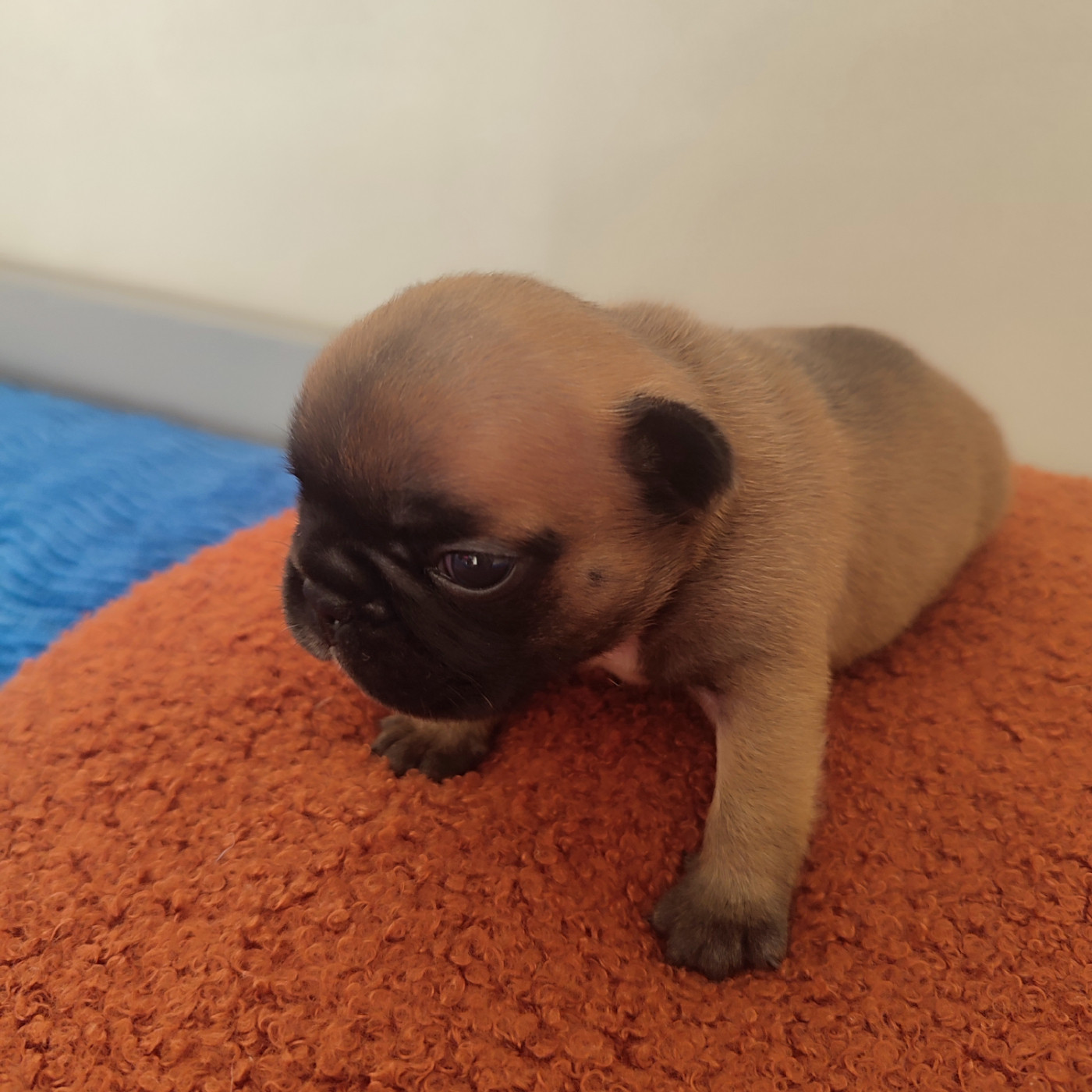 de la Roubine du Roy - Chiots disponibles - Bouledogue français