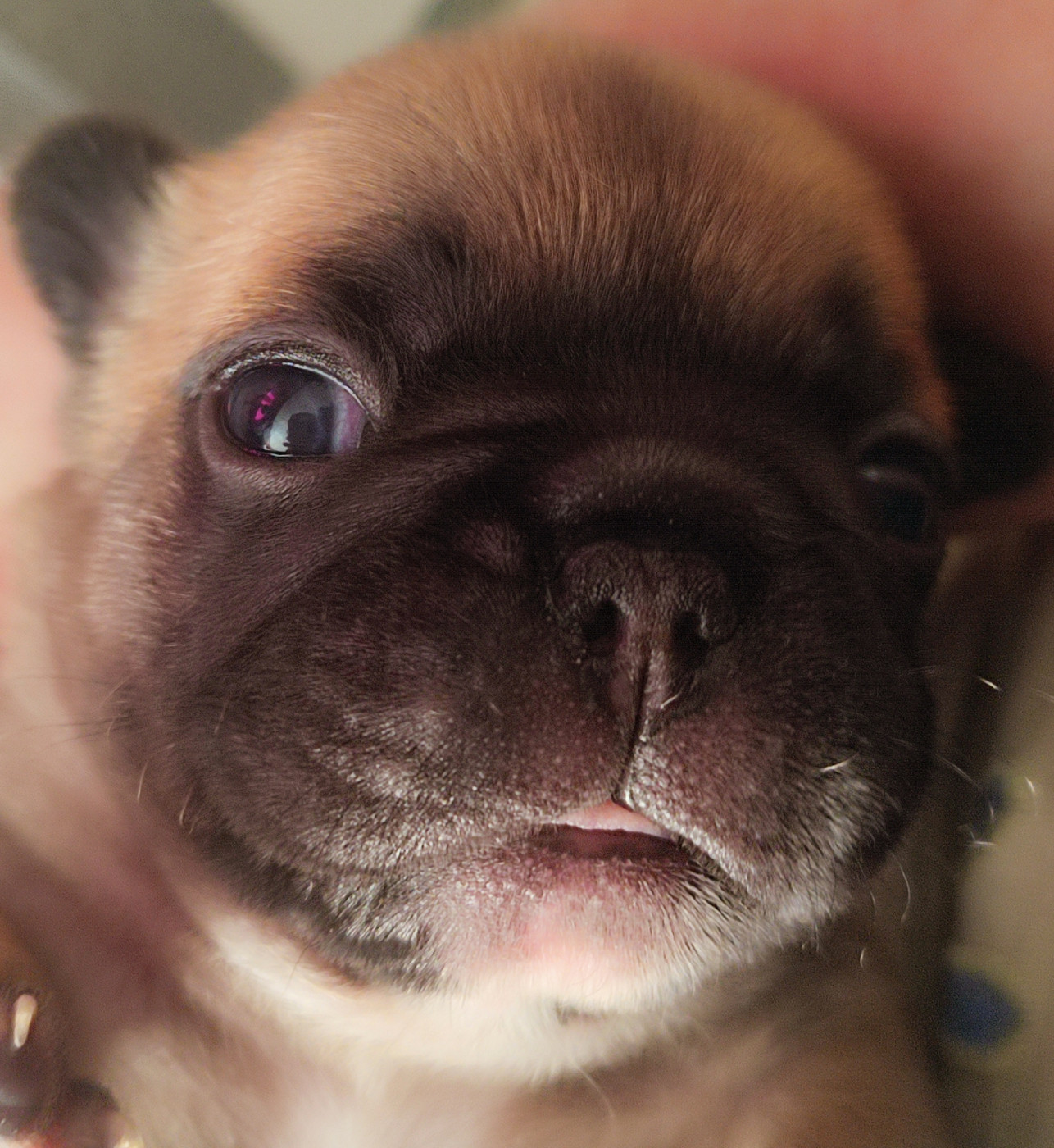 de la Roubine du Roy - Chiots disponibles - Bouledogue français