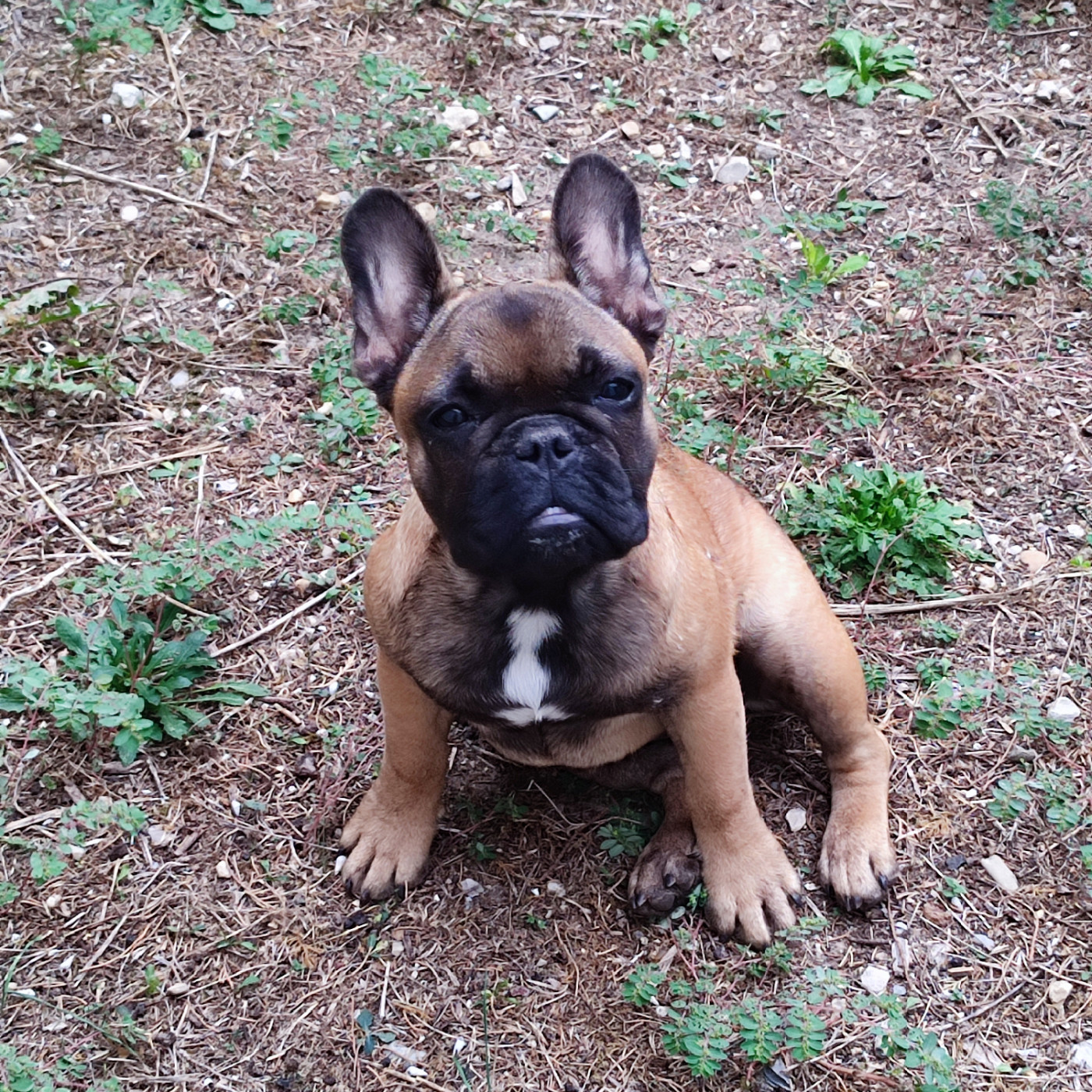 de la Roubine du Roy - Chiots disponibles - Bouledogue français