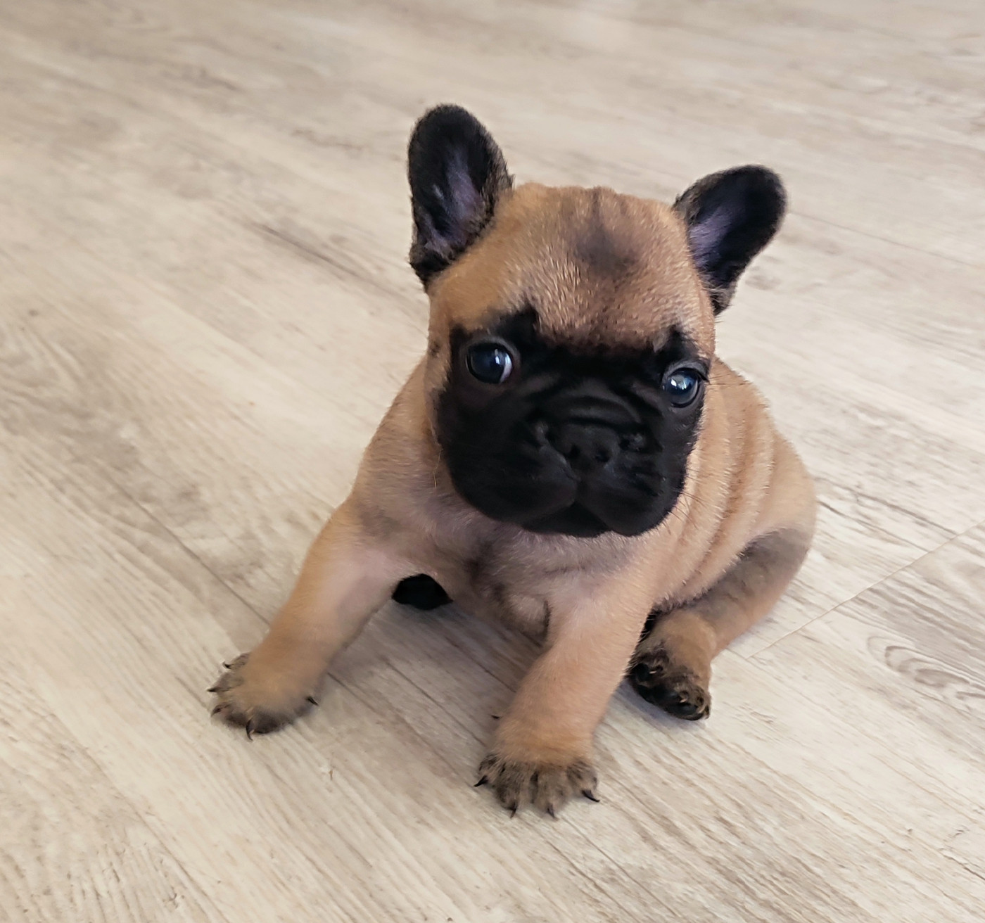 de la Roubine du Roy - Chiots disponibles - Bouledogue français