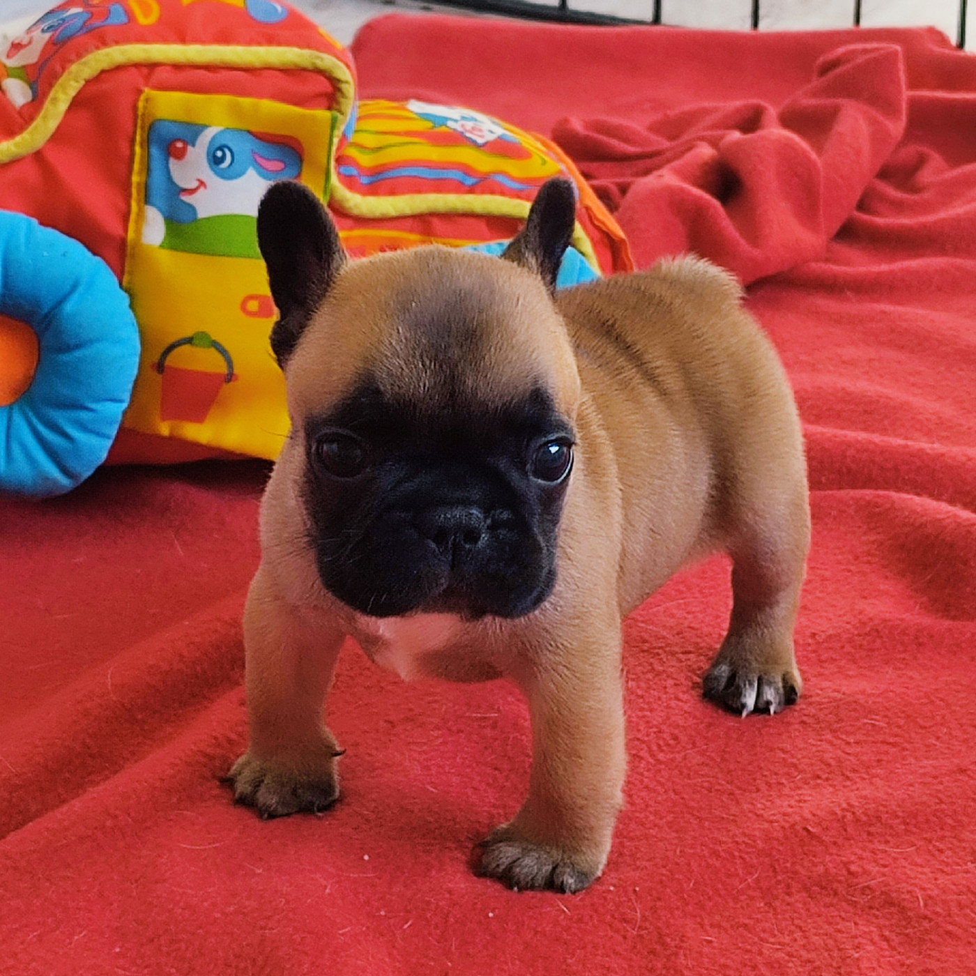 de la Roubine du Roy - Chiots disponibles - Bouledogue français