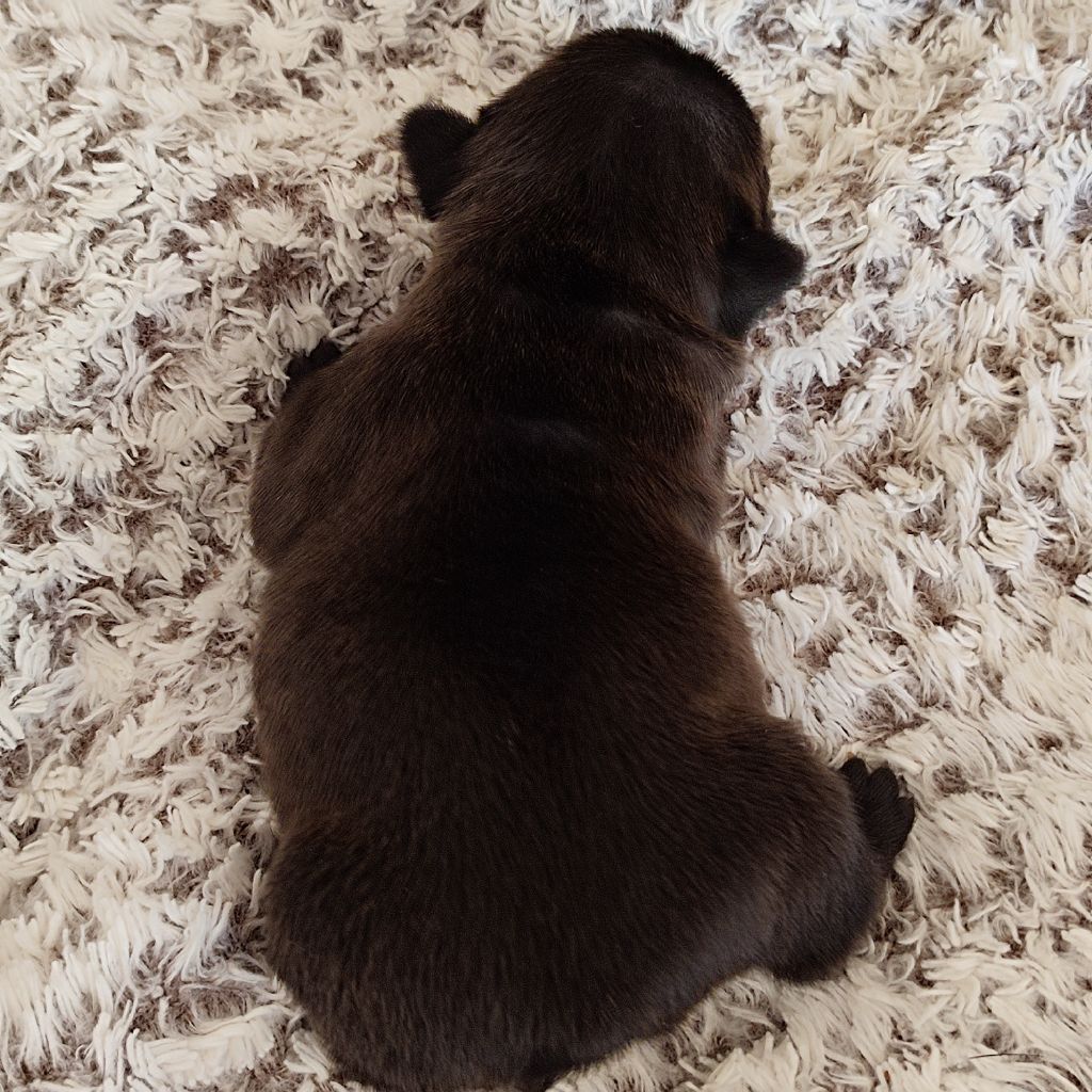 de la Roubine du Roy - Chiots disponibles - Bouledogue français