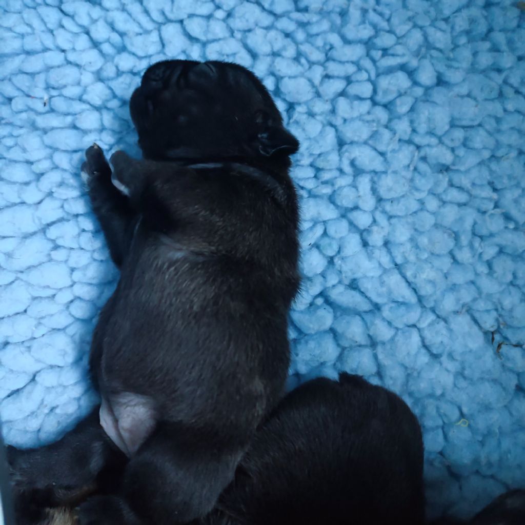 de la Roubine du Roy - Chiots disponibles - Bouledogue français