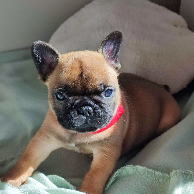CHIOT 5