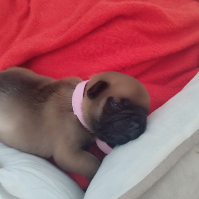Chiot N°6