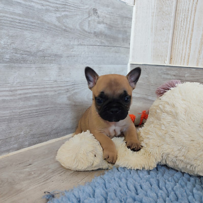 Chiot N°4