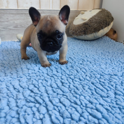 Chiot N°2