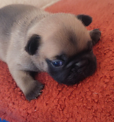Chiot N°2