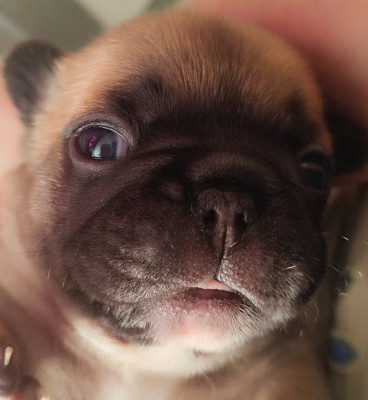 Chiot N°4