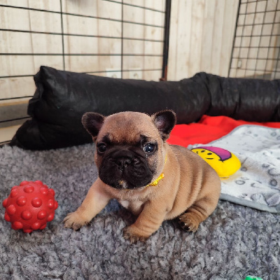 CHIOT 2