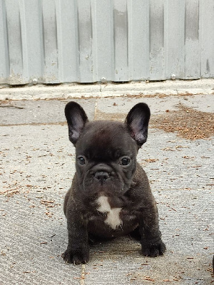 CHIOT 4