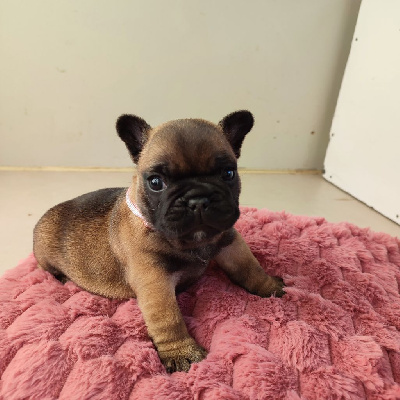 CHIOT 4