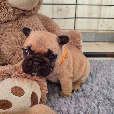 CHIOT 5