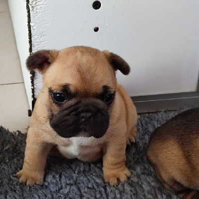 CHIOT 3