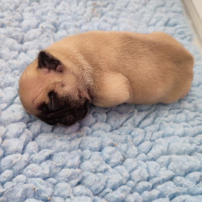 CHIOT