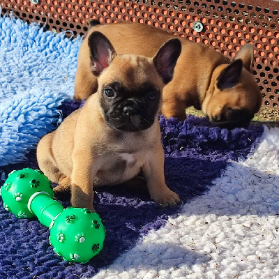 CHIOT 2