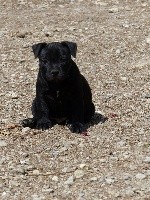 CHIOT